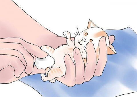 새끼 고양이 배변 유도하기. 이미지출처: arsofia.com