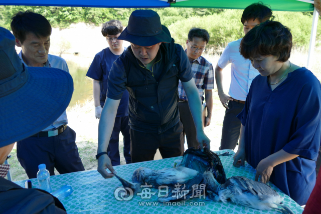 5일 경북 안동시 와룡면 오천리 왜가리, 백로 번식지 일대에서 조사단이 왜가리 폐사체를 보며 이야기하고 있다. 김영진 기자