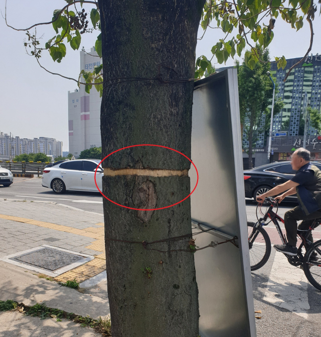 지난 3일쯤 대구 북구 도로변의 50년된 오동나무를 누군가 고의로 훼손한 흔적이 발견됐다. 북구청 제공.