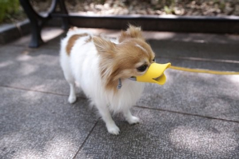 산책 시 이물 섭식 습관이 있는 개에게 적용하기 편한 소프트 입마스크(muzzle) (사진 출처: ianypet.com)