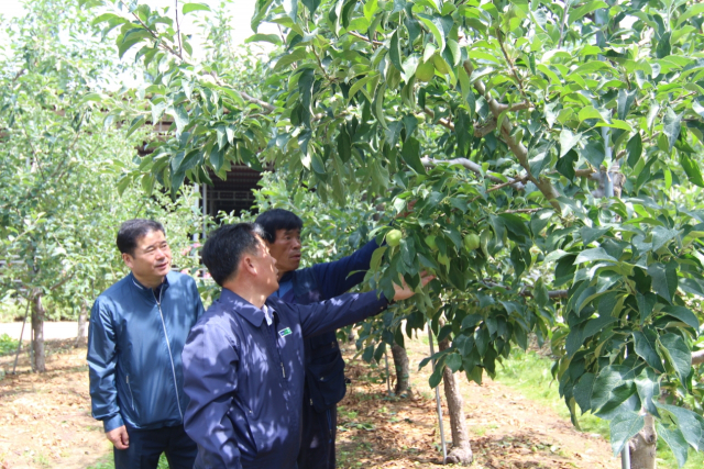 경북농협의 도기윤 본부장(맨앞 첫 번째)과 임원들이 안동의 한 농가를 찾아 우박 피해 상황을 점검하고 있다. 경북농협 제공