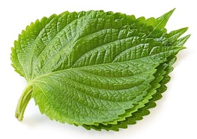 깻잎. 매일신문DB