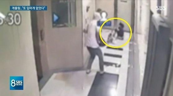 4세 여자아이가 12kg짜리 폭스테리어에 물려 끌려가는 모습. SBS뉴스 캡쳐