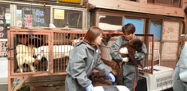 1일 오후 부산 북구 구포시장 내 가축시장(개시장)에서 동물보호단체들이 개들을 구조하고 있다. 구포 가축시장은 상인들과 북구 협약에 따라 이날부터 개 도축 및 전시를 금지해 사실상 폐업했다. 동물보호단체들은 가축시장에 남아 있던 개 85마리를 구조해 해외 입양을 추진한다. 연합뉴스