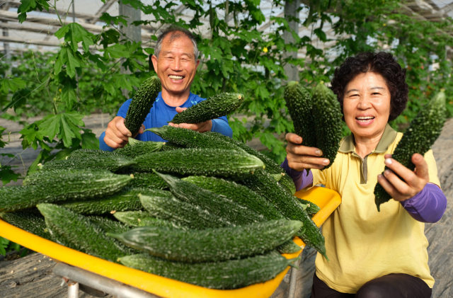 12일 오전 경남 함양군 안의면 석천리에서 농민 부부가 여주(쓴오이)를 수확하고 있다. 여주는 비타민C 함유량이 풍부해 당뇨병과 고혈압, 피로 해소 등 성인병에 효능이 있는 것으로 알려졌다. [경남 함양군 제공. 재판매 및 DB 금지] 연합뉴스