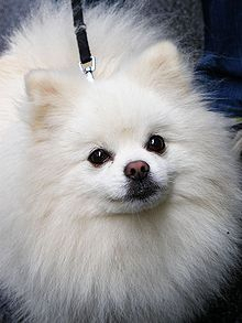 포메라니안 모습.