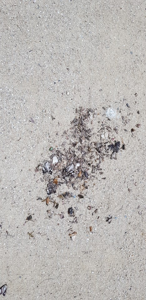 경북 문경새재 2관문 앞에 널려 있는 죽은 희귀 곤충들. 독자 제공