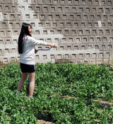 텃밭에서 물을 주고 있는 대구시 복현 중학교 학생.