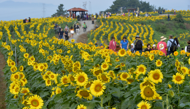 해바라기 송이들이 대지를 뒤덮고 있는 경남 함안군 법수면의 강주마을. 해바라기 축제는 추석 연휴까지 이어진다. 이채근 기자 mincho@imaeil.com