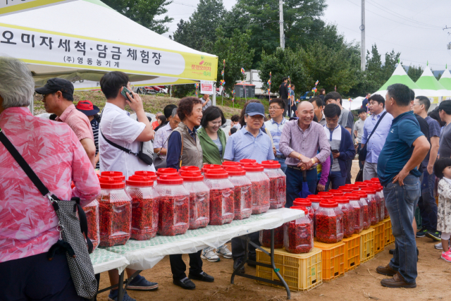 문경오미자축제 인기 프로그램인 즉석 오미자청 담그기 행사. 문경시 제공