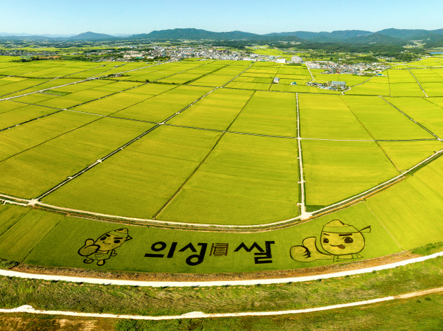 추수를 앞두고 있는 의성군 안계평야 모습. 의성군 제공