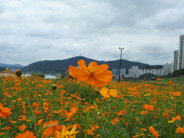 형산강수변공원에 피어난 가을의 전령 코스모스. 포항시 제공