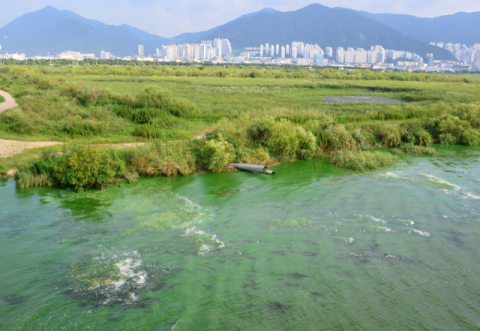지난 26일 오후 부산 서부산낙동교에서 바라본 낙동강 본류가 녹조로 오염 돼 있다. 연합뉴스