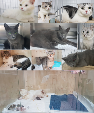 경남 창녕 하천변에서 구조한 집단 유기된 고양이 10마리(사진출처: 탑스동물메디컬센터)