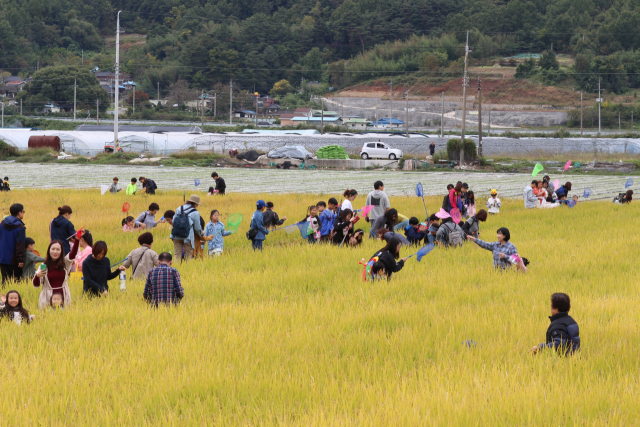 지난해 열린 성주가야산 황금들녘 메뚜기잡이 체험축제 한 장면. 축제 참가자들이 누렇게 익은 벼논에서 메뚜기잡이 체험을 하고 있다. 성주군 제공