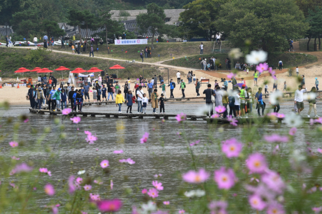 2019 무섬외나무다리 축제 참가자들이 가족들과 함께 외나무다리를 건너고 있다. 영주시 제공