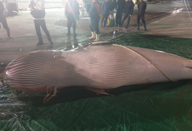 그물에 걸려 죽은 밍크고래. 자료사진 연합뉴스
