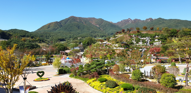 백팔만 송이 국화로 물든 합천대장경파크. 합천군 제공