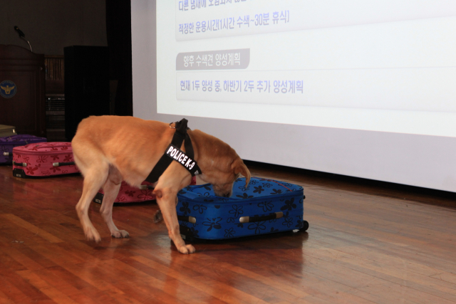 17일 대구경찰청에서 열린 실종자 수색 지원 전담 부대 발대식에서 탐지견이 시범을 보이고 있다. 대구경찰청 제공.