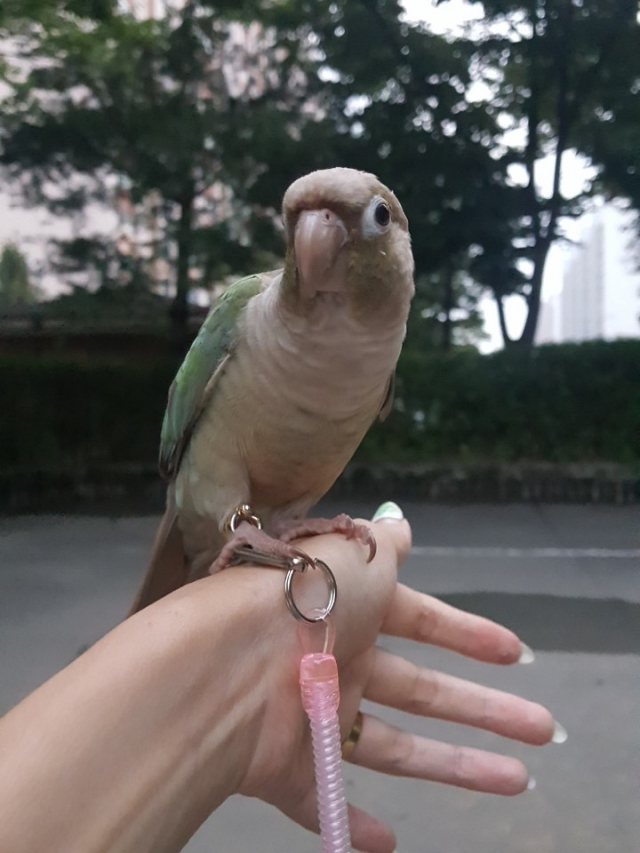 반려인의 어깨에 올라 산책을 즐기는 코코. 독자 석지혜 씨 제공