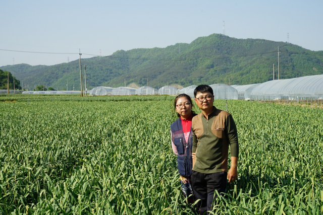 경북 고령군 우곡면 야정리로 귀농한 주회식·최은희 부부는 마늘과 양파 농사로 꾸준한 소득을 올리고 있다. 고령군 제공