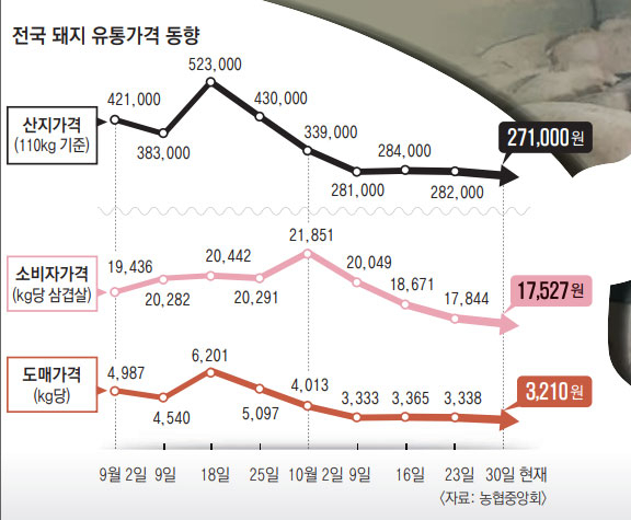 영천시 대창면에 있는 한 돼지 사육농장에 출하를 기다리고 있는 돼지들이 가득하다. 강선일 기자