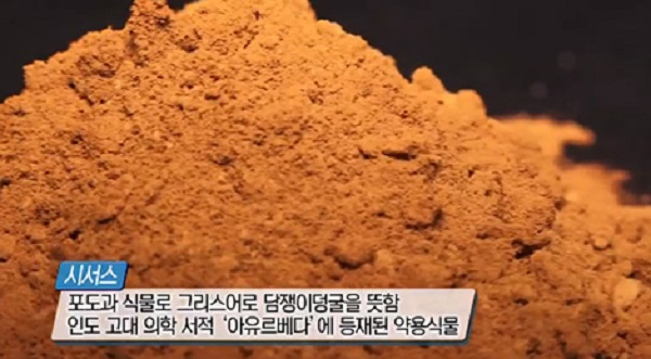 사진. 방송 화면 캡처, 시서스가루