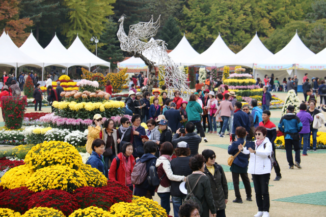 옛 대통령의 별장이었던 청남대에서 국화축제가 열려 많은 행락객들이 축제를 즐기고 있다.충북도 제공