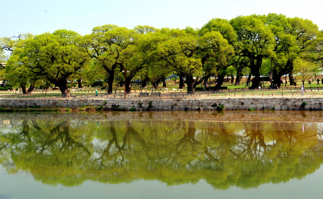 성주읍 이천(伊川)변에 조성된 천연기념물 403호 경산리 성밖숲. 성주 지세를 돋우고 수구막이를 위한 비보림(裨補林)으로 원래 밤나무숲이었으나 임진왜란 이후 크게 훼손되자 모두 베어내고 왕버들을 심었다. 매일신문 사진DB
