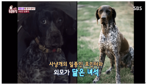 무늬 패턴이 비슷한 독일포인터는 외관상 개체 분간이 어려운 품종이다.(사진출처: SBS TV 동물농장)