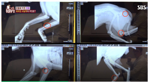 온몸에 산탄총알이 박힌 채 구조된 사냥개의 X-ray (사진출처: 탑스동물메디컬센터)