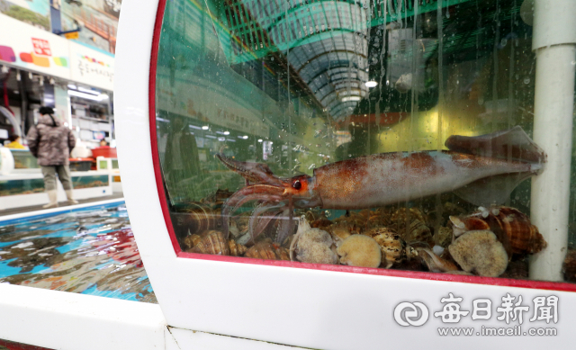 21일 포항 죽도시장 한 횟집 수족관에 오징어가 달랑 1마리만 들어있다. 성일권 기자
