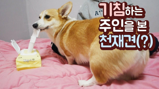 유튜브에서 감성천재 아리의 일상이 소개되고있다.(https://www.youtube.com/channel/UCeXxAet11DPbC8pG-lBOUTQ )