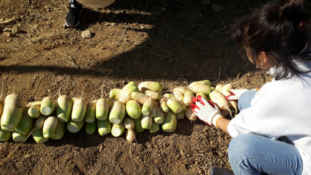 한 여학생이 수확한 무를 가지런히 정리하고 있다. 부지런히 무를 뽑고 밭 언저리로 운반해온 이 학생은