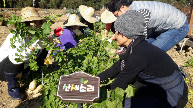 병원학교 학생들이 선생님의 지도에 따라 무와 배추를 수확하고 있다.
