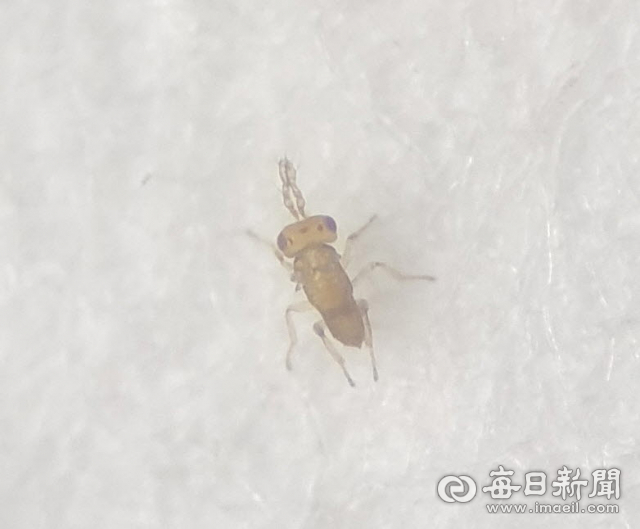 복숭아순나방 피해의 천적인 명충알벌이 세계 처음으로 발견, 보고됐다. 생물이용연구소 제공