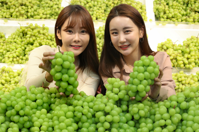 16일 오전 서울 중구 롯데마트 서울역점에서 모델들이 청포도