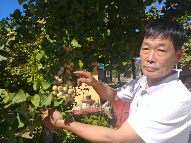 박정현(57) 경북 의성군 점곡면 사촌은행나무숲 대표는 은행나무 농장을 조성한 지 17년 만에 마침내 수요처 확보에 성공하고, 새로운 희망의 꿈을 키우고 있다. 박 대표는 각종 은행 관련 가공식품 제조와 문화관광체험단지를 기획하고 있다. 석민 선임기자
