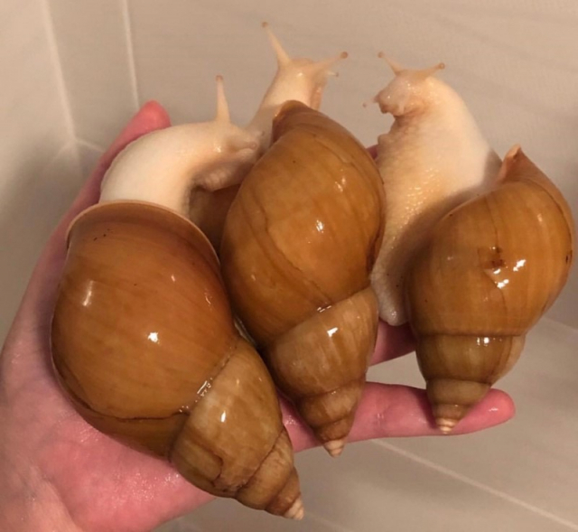 아프리카왕달팽이는 길이가 30cm 까지 자라는 육상 최대종으로 보통 식용으로 많이 사육된다. 독자 제공
