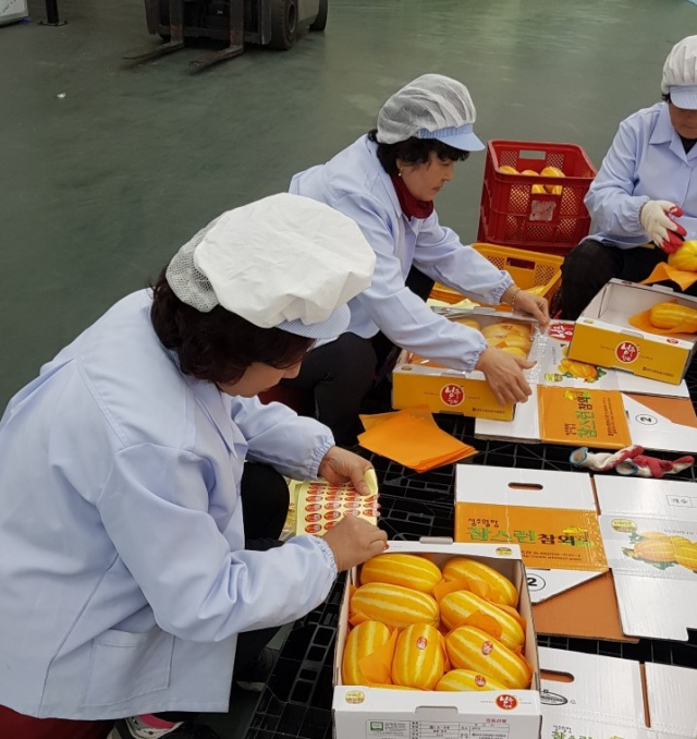 성주참외 산지유통센터에서 관계자들이 5㎏ 소포장 작업을 하고 있다. 성주군 제공