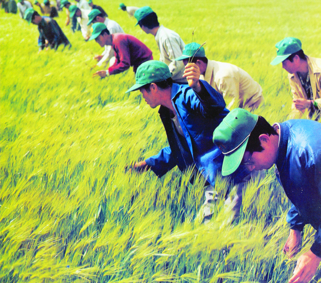 1974년 경주시의 한 들녘에서 농촌 새마을 회원들이 벼를 돌보고 있다. 경북도 제공