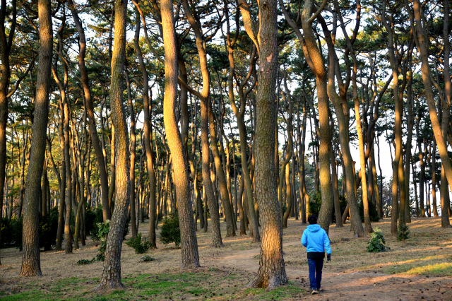 울산 대왕암공원 입구부터 해안산책로까지 이어져 있는 소나무 군락. 겨울 칼바람을 막아주는 방풍림 역할을 하고 있다. 이채근 기자 mincho@imaeil.com
