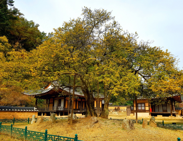 천연기념물이 된 문경 황희 정승 종택 마당에 있는 탱자나무. 문경시 문화예술과 제공