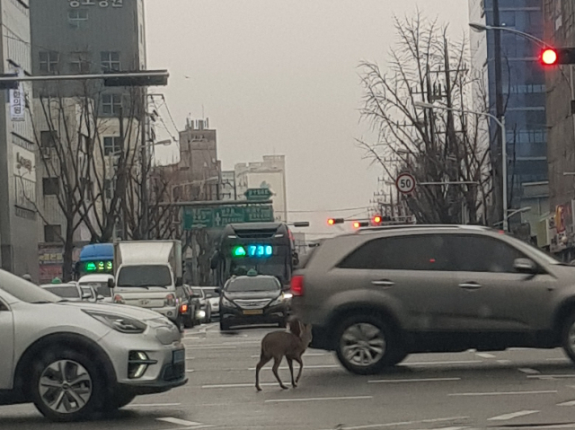 3년생 새끼 고라니가 봉산육거리로 뛰어든 사진. 독자 제공