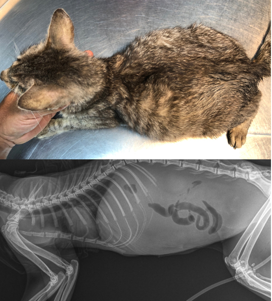 고양이전염성복막염(FIP)으로 진단된 고양이의 복수소견과 X-ray. (사진이미지:sutterstock)