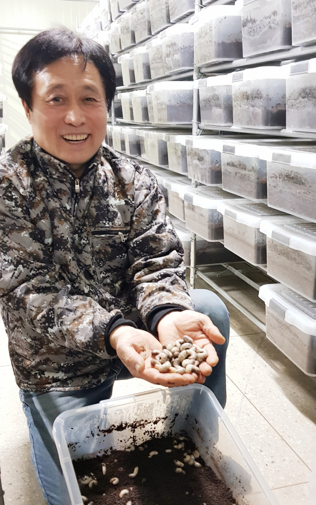 고령군이 지역농가의 신소득원으로 식용곤충 사육을 지원하고 있다. 사육중인 식용곤충, 흰점박이꽃무지의 애벌레를 이종구 씨가 들고 있다. 고령군 제공.
