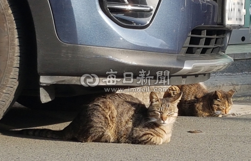 길고양이들. 매일신문DB