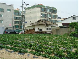 경주 안강읍 신대리 토지