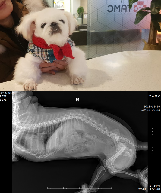 동물도 사람과 마찬가지로 나이가 들면 퇴행성 관절질환이 발생한다. 어깨관절, 엉덩이관절, 요추유합 등의 퇴행성관절병변이 있는 공주(15y,페키니즈)의 엑스레이 사진(아래)과 2달 후 건강해진 모습. 탑스동물메디컬센터 제공.