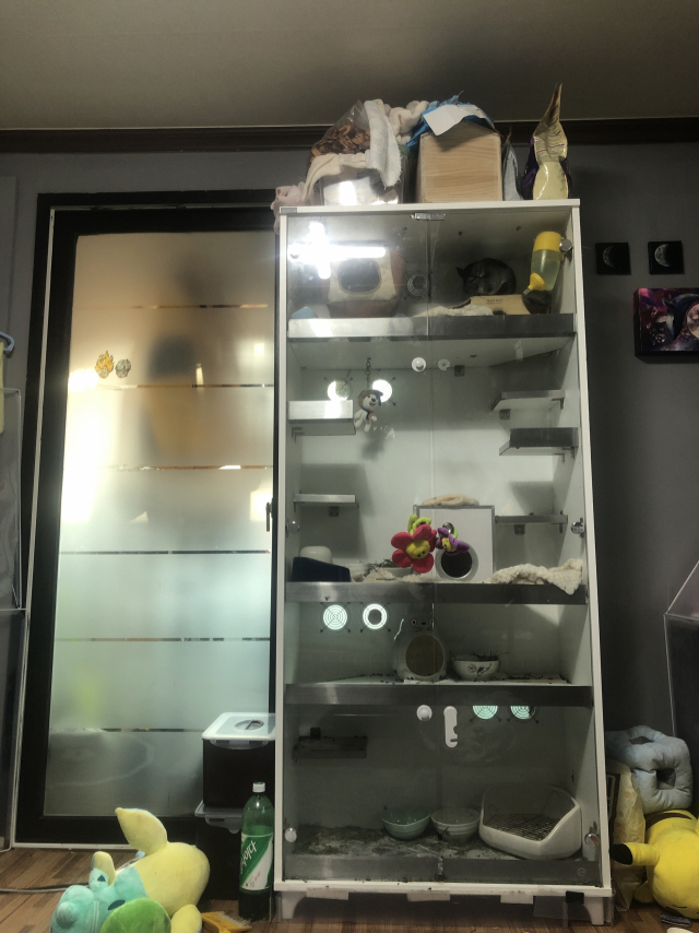 친칠라는 높이 뛰는 것을 좋아하는 습성이 있어 위로 높게 올라간 케이지 마련이 필수다. 임소현 기자